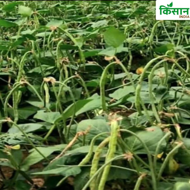 Lobiya Farming