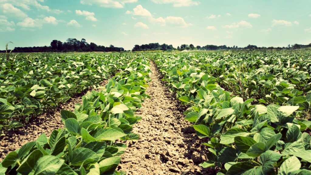 crop diversification