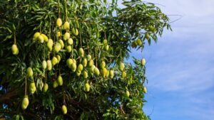 फलों से लद जाएगा आम का पौधा, बस सितंबर के महीने में किसान जरूर कर लें ये 4 काम