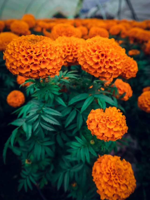 घर पर इस तरह लगाएं गेंदे का पौधा, खिल उठेगा गार्डन