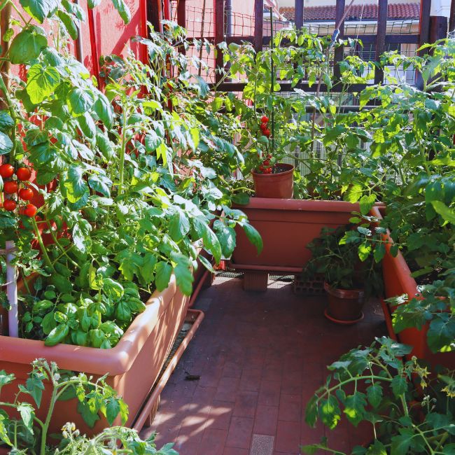 Home Gardening