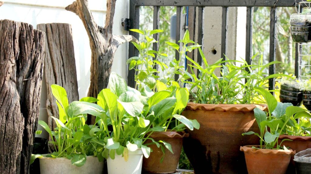 बरसात में खरपतवार बहुत तेजी से बढ़ते हैं और पौधों के साथ पोषक तत्व और पानी के लिए मुकाबला करते हैं. इन्हें नियमित रूप से हटाने से पौधों को पर्याप्त पोषण, हवा और जगह मिलती है. इससे जड़ें मजबूत होती हैं और पौधे स्वस्थ और हरे-भरे रहते हैं.