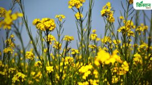 किसानों के लिए एडवाइजरी, बारिश से सरसों में लग सकती है गंभीर बीमारी.. अभी नहीं करें इन फसलों की सिंचाई