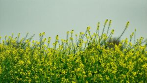 किसानों के लिए ATM है यह तकनीक, 20 फीसदी तक बढ़ जाएगी गेहं-सरसों की पैदावार.. अनाज से भर जाएगा घर
