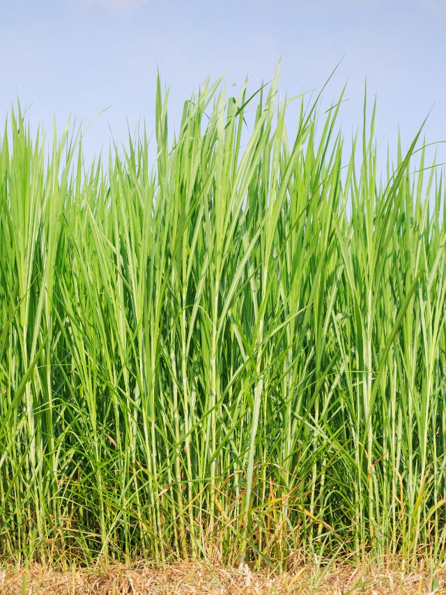 इस घास से बनेगा लाखों का मुनाफा, दूध और कमाई दोनों बढ़ेगी!