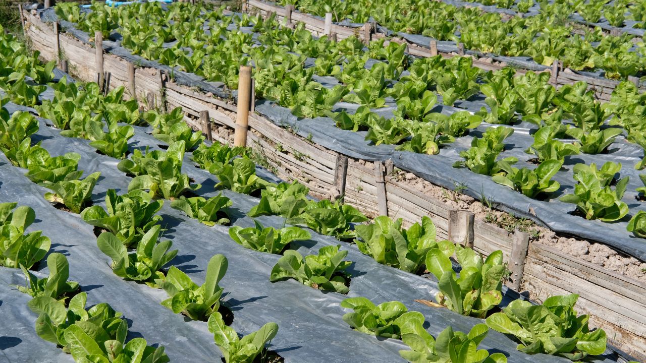 Vegetable Acreage Decreased By 40 Percent In Telangana Agriculture News
