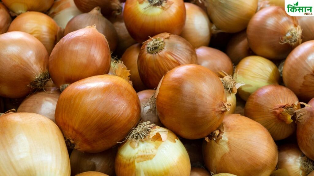 Onion procurement