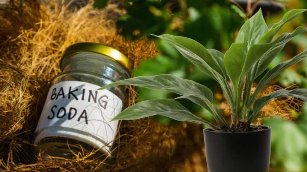 Baking Soda for Plants: Benefits, Uses, and Safety Tips for a Healthy Garden