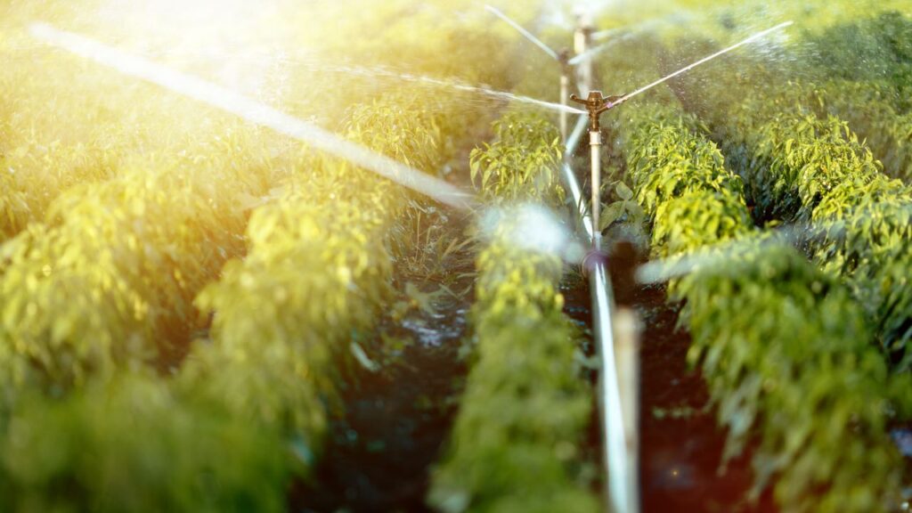 Irrigation scheme