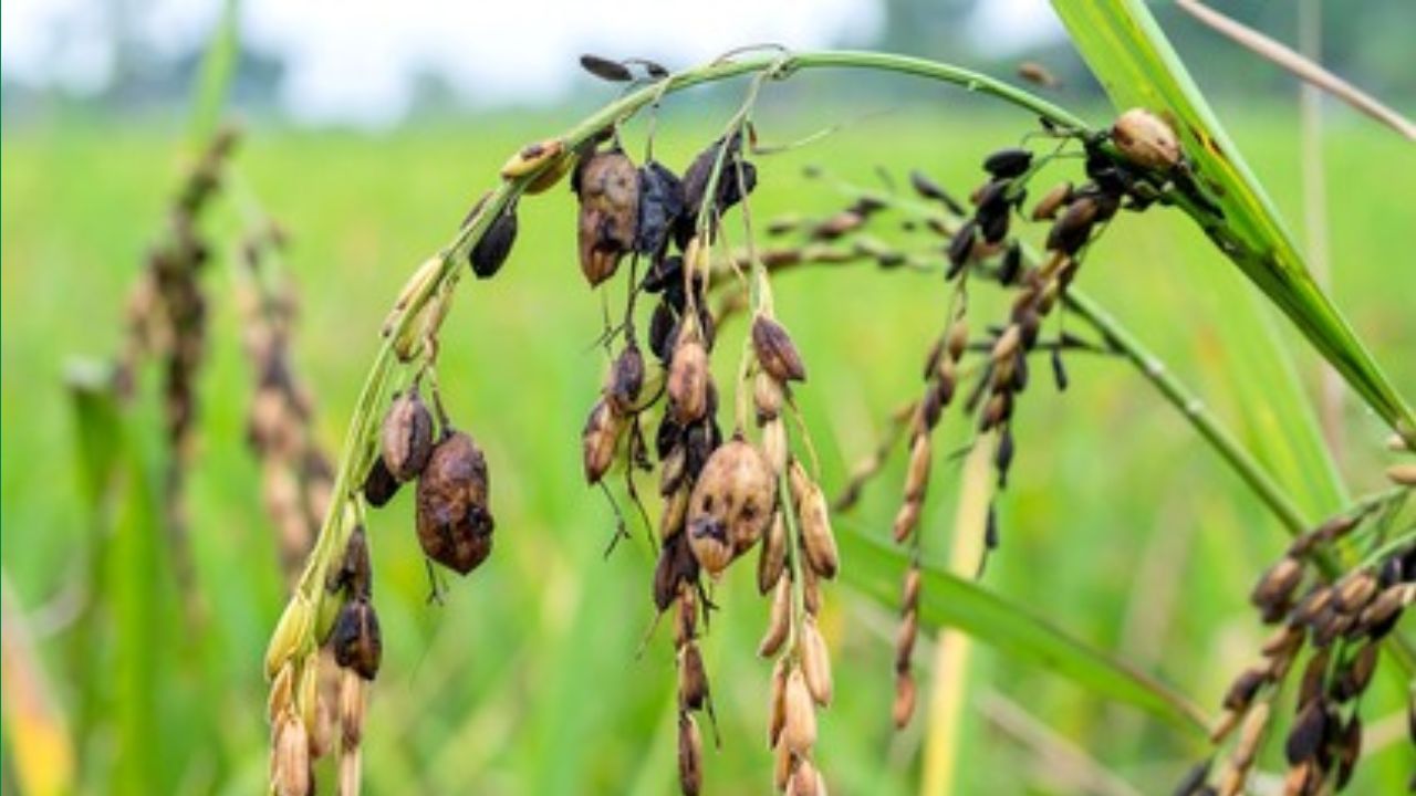 Paddy Crop Disease: बारिश-बाढ़ के बाद अब कीटों ने बढ़ाई धान किसानों की मुसीबत, इन उपायों से फसल बचाएं