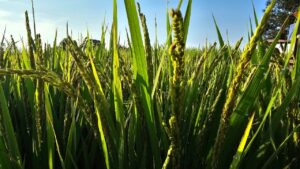 धान की फसल के लिए बहुत खतरनाक हैं ये कीट, खेत में दिखाए दे संकेत तो तुरंत करें दवा का छिड़काव