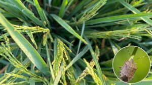 Paddy Crop Disease: बाढ़ वाले इलाकों में धान के लिए मुसीबत बना गंधी बग कीट, जानें लक्षण और बचाव के तरीके