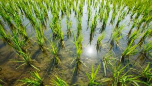 हाईकोर्ट में किसानों की बड़ी जीत, धान की खेती पर रोक लगाने संबंधी सरकारी आदेश को पलटा गया 