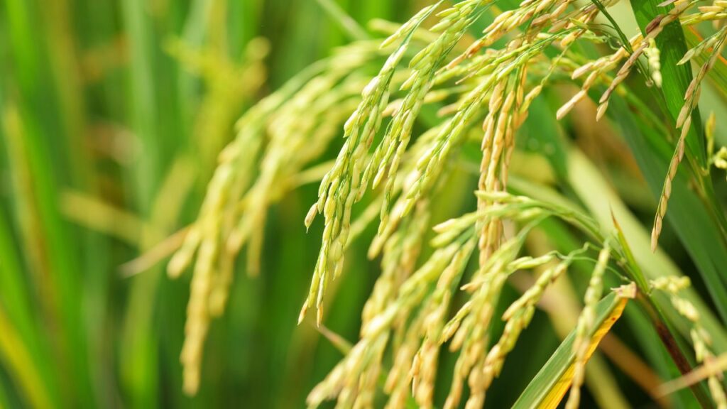 अगर समय पर किसान ध्यान न दें तो यह कीट बेहद तेजी से फैलकर पूरे खेत को चपेट में ले लेता है. इसकी खासियत है कि यह धान को गोल आकार में नुकसान पहुंचाता है.