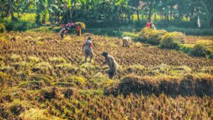 Paddy Harvesting: धान कटाई से पहले किसान रखें इन 4 बातों का खयाल, उपज की मिलेगी अच्छी कीमत