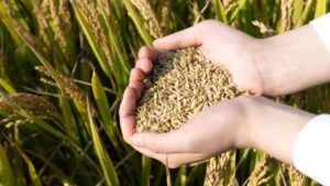 राइस मिलर्स ने सरकार को दी साफ चेतावनी, नहीं मानी मांगे… तो कोई समझौता नहीं करेंगे