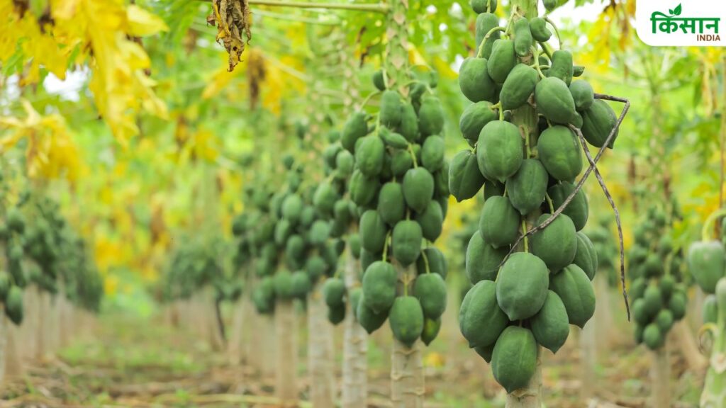 Bihar News