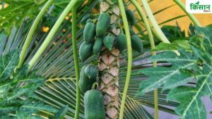 जूस-जैम बनाने के लिए खूब बिकता है ये खास पपीता, किसानों को 42 फीसदी छूट के साथ मिल रहे बीज