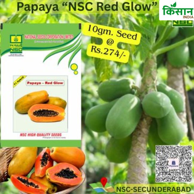 National Seed Corporation