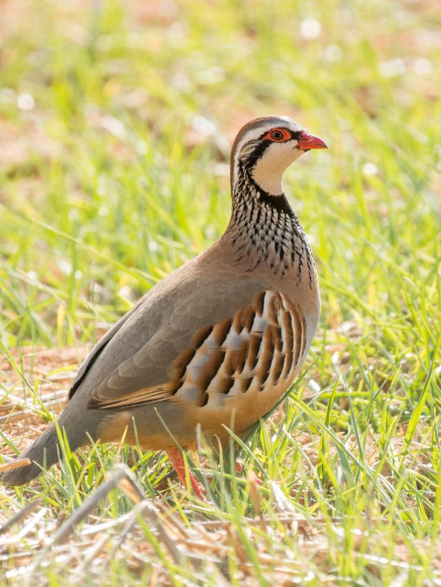 4 तीतर से हजारों की कमाई! ऐसे शुरू करें फार्मिंग