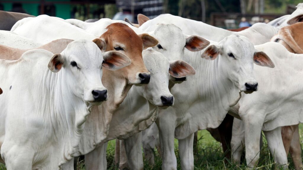 बरसात शुरू होने से पहले ही पशुओं को पेट के कीड़ों की दवा देना सबसे प्रभावी उपाय है. इसके अलावा नवजात बछड़ों या बच्चों को जन्म के 8–10 दिन बाद दवा देना बेहद जरूरी है. इसे हर तीन महीने में दोहराना संक्रमण से बचाव का सबसे भरोसेमंद तरीका है.