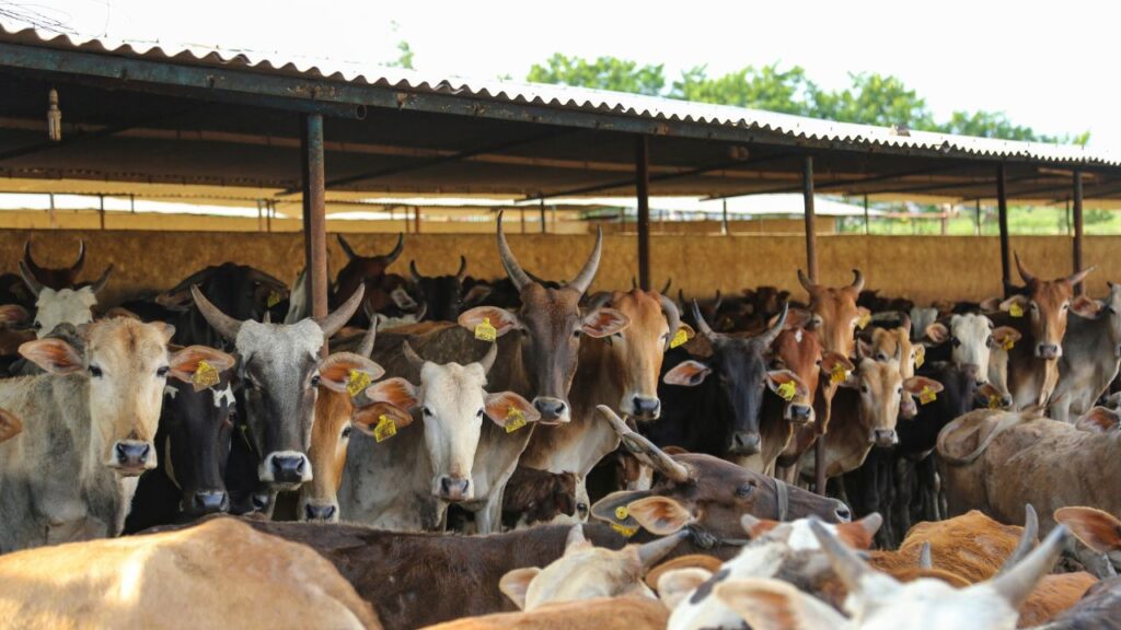 जो किसान घरेलू उपाय अपनाना चाहते हैं, उनके लिए नीम की पत्तियों को गुड़ में मिलाकर पशुओं को खिलाना कारगर साबित होता है. यह पेट के कीड़ों को बड़ी मात्रा में साफ करता है और पशुओं की सेहत को प्राकृतिक तरीके से मजबूत बनाता है.