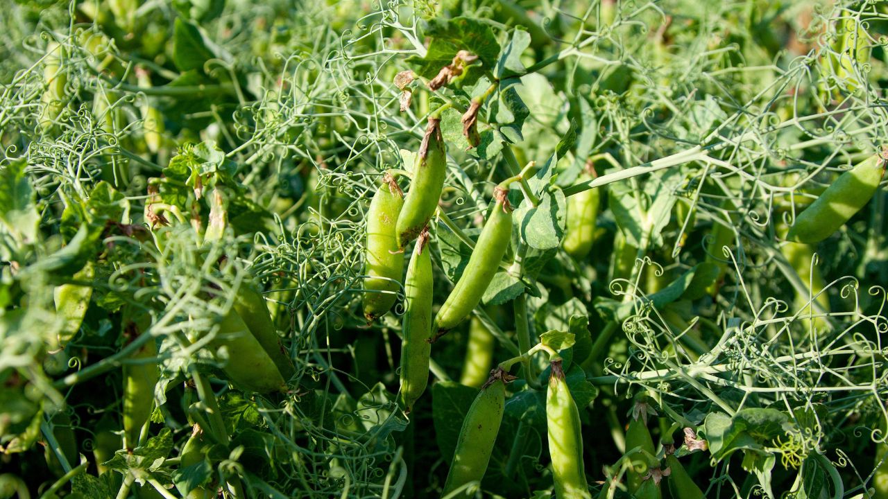 Pea Variety Kashi Shakti: किसानों की पहली पसंद है मटर की ये किस्म, समय से पहले होती है तैयार Kashi Shakti Variety Of Early Pea Famous Among Farmers From Jharkhand And Punjab Get Good Profit Before Time