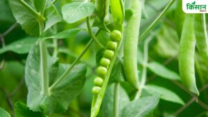 लाखों की कमाई करवाएगी मटर की ये किस्म, हर फली में निकलेंगे 7–8 दाने