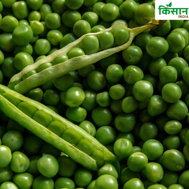 Pea Farming