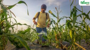 57 साल बाद बदलेगा कीटनाशक कानून, पेस्टीसाइड्स बनाने-बेचने पर दोषियों को 5 साल तक की सजा 57 साल बाद बदलेगा कीटनाशक कानून, पेस्टीसाइड्स बनाने-बेचने पर दोषियों को 5 साल तक की सजा