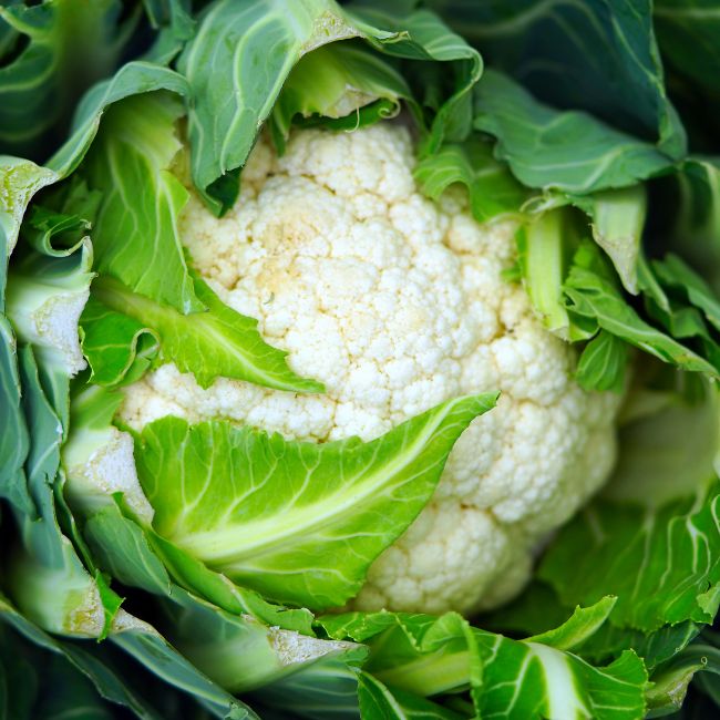 Cauliflower Farming