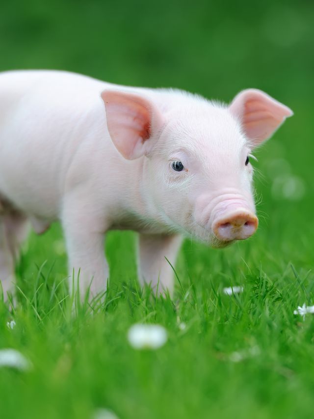 सूअर पालन से होगी लाखों की कमाई, यहां जानें कैसे!