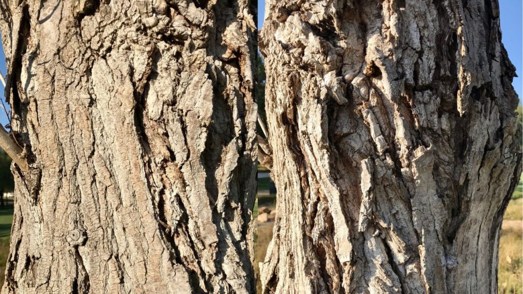 पॉपुलर के पेड़ की लकड़ी की गुणवत्ता उच्च होती है. इसे प्लाईवुड, माचिस की तीली, पेपर और अन्य औद्योगिक उत्पाद बनाने में इस्तेमाल किया जाता है, जिससे किसानों को बाजार में अच्छे दाम मिलते हैं.