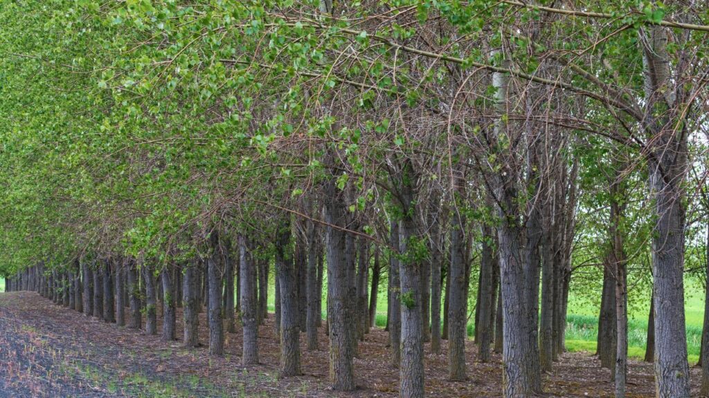 एक पौधे की लागत केवल ₹32–₹40 है और एक हेक्टेयर में 250 पेड़ लगाए जा सकते हैं. 5 साल में तैयार होने वाली लकड़ी ₹800–₹900 प्रति कुंतल बिकती है, जिससे किसान लाखों रुपए कमा सकते हैं.