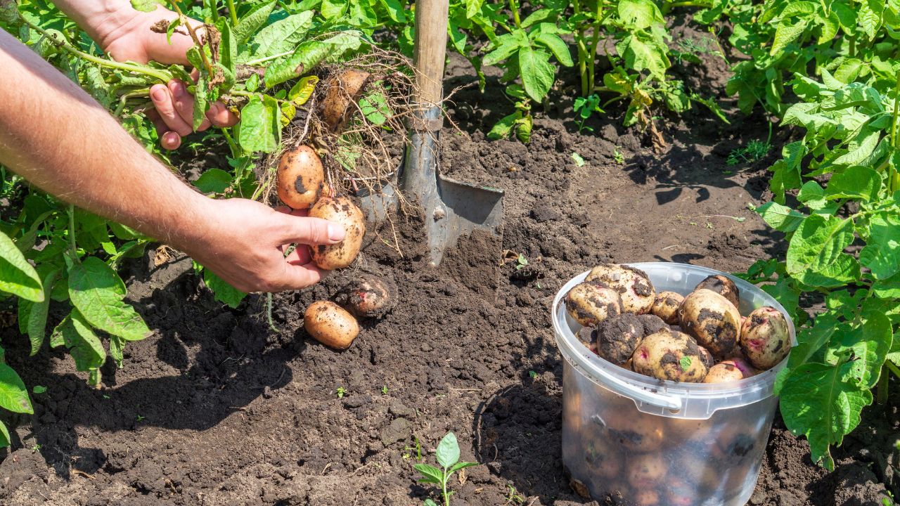 Potato Farming Potato Production Scientific Method Of Potato Farming