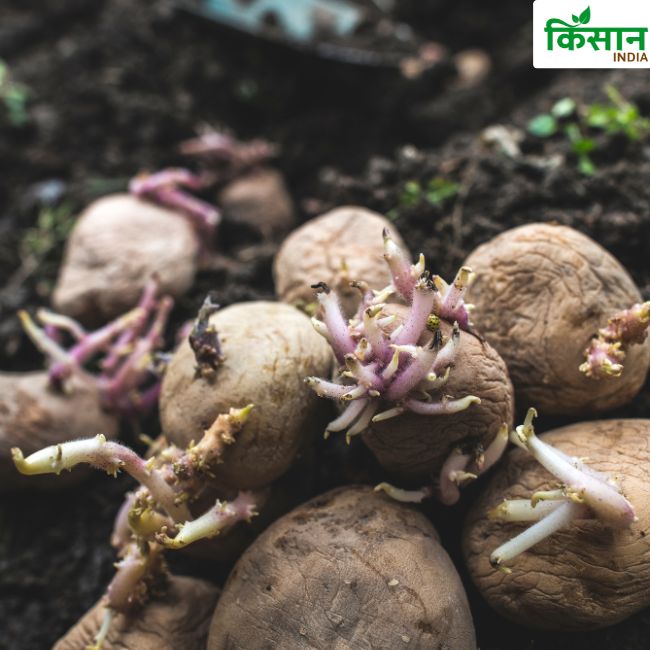 Potato Farming
