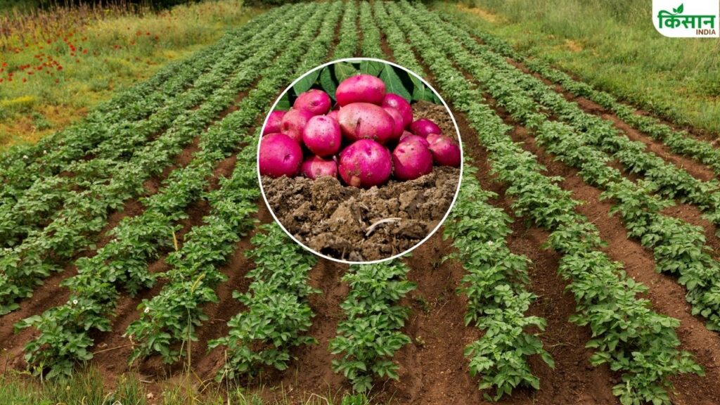 Potato cultivation