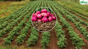 पाला, शीतलहर भी नहीं बिगाड़ पाएगा आलू का बाल बांका.. इन देसी उपायों से बड़े-बड़े होंगे कंद पाला, शीतलहर भी नहीं बिगाड़ पाएगा आलू का बाल बांका.. इन देसी उपायों से बड़े-बड़े होंगे कंद