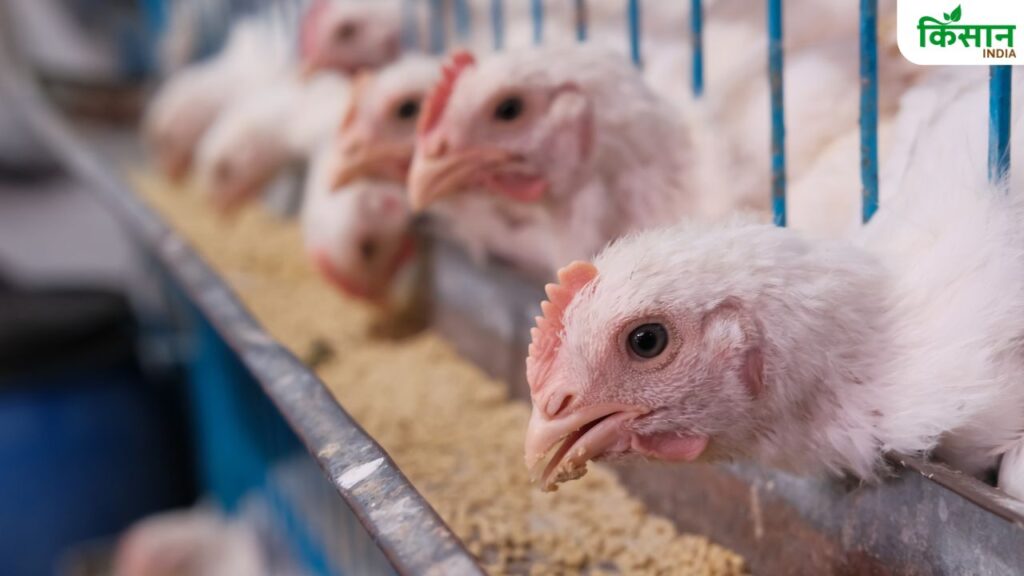 Animal Husbandry