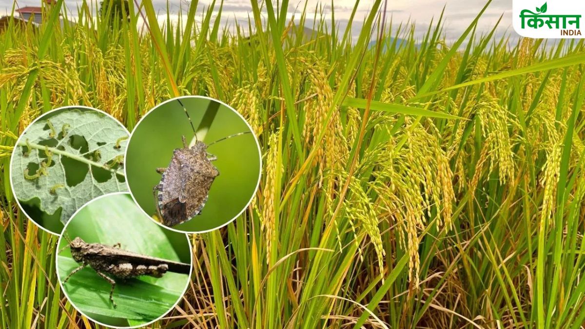 फसल नुकसान का जल्द मिलेगा मुआवजा, सरकार ने विशेष गिरदावरी का दिया आदेश..रबी के लिए दिए जाएंगे उन्नत बीज