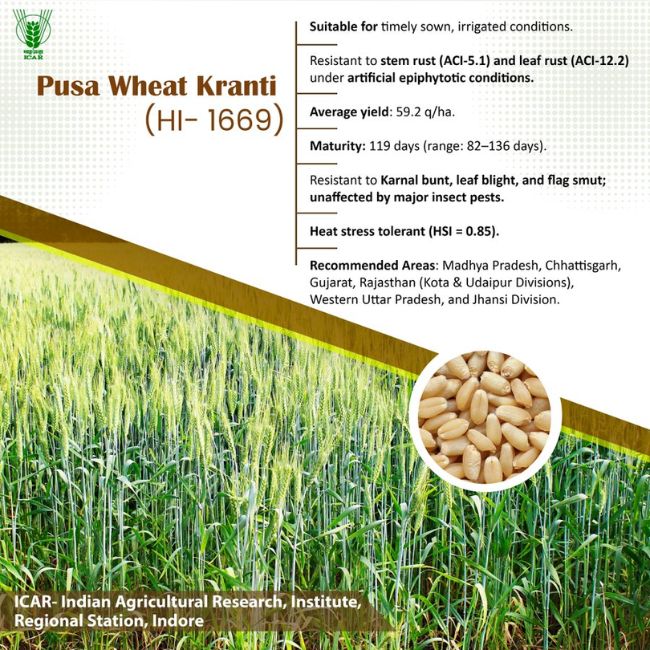 ICAR New Wheat Variety
