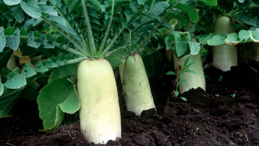 अक्टूबर माह मूली की खेती के लिए आदर्श समय है. इस मौसम में नमी और हल्की ठंडक जड़ों के विकास के लिए अनुकूल होती है, जिससे फसल जल्दी तैयार होती है और किसानों को समय पर बाजार मूल्य मिलता है.