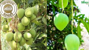 रटौल आम के लिए भारत से लड़ने पर उतारू था पाकिस्तान.. इंदिरा गांधी को करना पड़ा था हस्तक्षेप.. स्वाद में है ‘जादू’