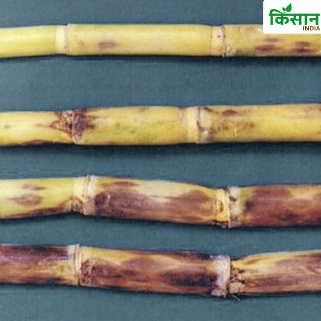 Sugarcane Farming