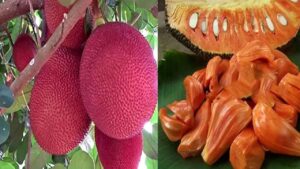 लाल कटहल की खेती में है बंपर कमाई, 2 साल में ही शुरू हो जाता है उत्पादन.. चिकन-मटन की तरह टेस्टी होती है सब्जी लाल कटहल की खेती में है बंपर कमाई, 2 साल में ही शुरू हो जाता है उत्पादन.. चिकन-मटन की तरह टेस्टी होती है सब्जी