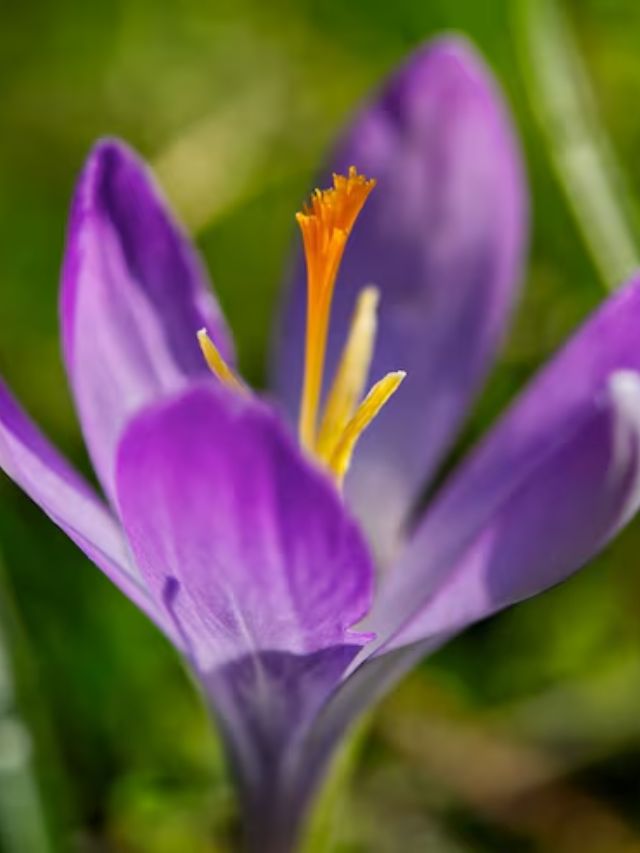 क्या घर पर उगा सकते हैं केसर, जानें आसान तरीका