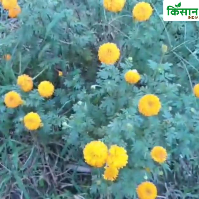 Marigold Flower Farming