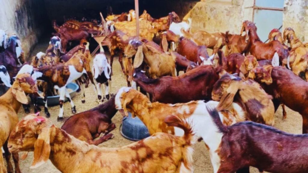 मीडिया रिपोर्ट्स के अनुसार इस व्यवसाय को केवल 4–5 लाख रुपए निवेश से शुरू किया जा सकता है. 20 बकरा-बकरियों और लगभग 2000 स्क्वायर फीट जमीन से भी कारोबार का बेस तैयार हो जाता है. मीडिया रिपोर्ट्स के अनुसार इस व्यवसाय को केवल 4–5 लाख रुपए निवेश से शुरू किया जा सकता है. 20 बकरा-बकरियों और लगभग 2000 स्क्वायर फीट जमीन से भी कारोबार का बेस तैयार हो जाता है.