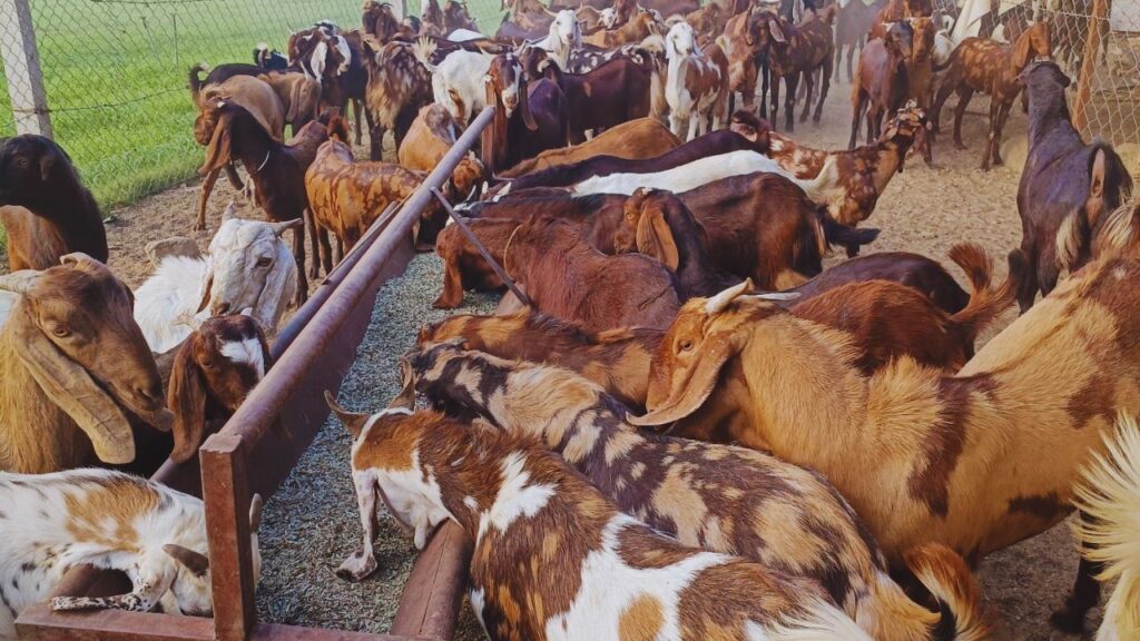 बकरी का दूध स्वास्थ्य के लिए लाभकारी माना जाता है. इसे पीने से ब्लड प्लेटलेट्स बढ़ती हैं और शरीर स्वस्थ रहता है. यही कारण है कि सिरोही बकरी का दूध हमेशा बाजार में मांग में रहता है. बकरी का दूध स्वास्थ्य के लिए लाभकारी माना जाता है. इसे पीने से ब्लड प्लेटलेट्स बढ़ती हैं और शरीर स्वस्थ रहता है. यही कारण है कि सिरोही बकरी का दूध हमेशा बाजार में मांग में रहता है.