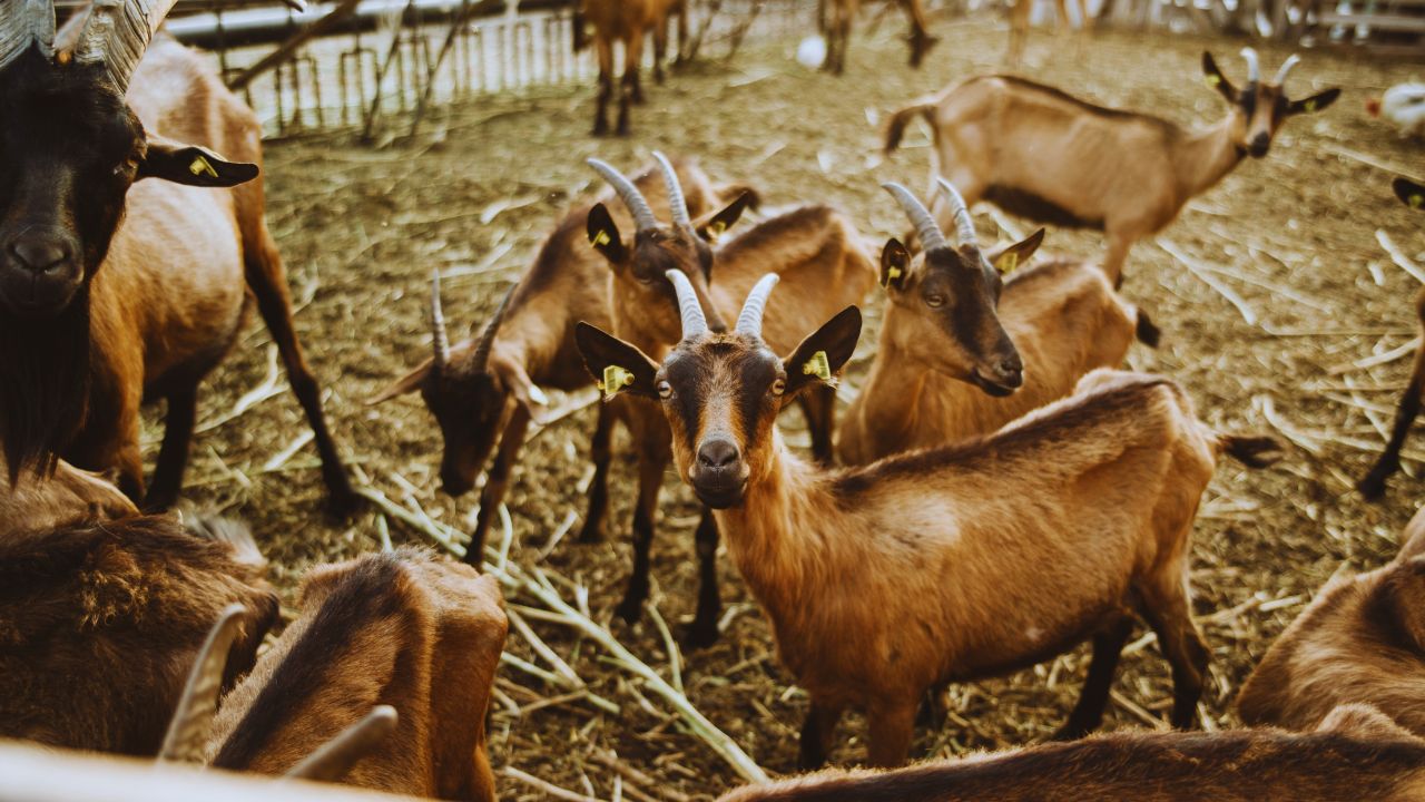 Sirohi Goat